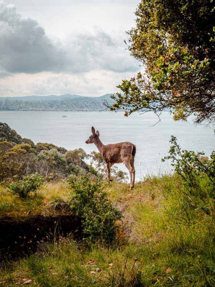a deer in angel island state park