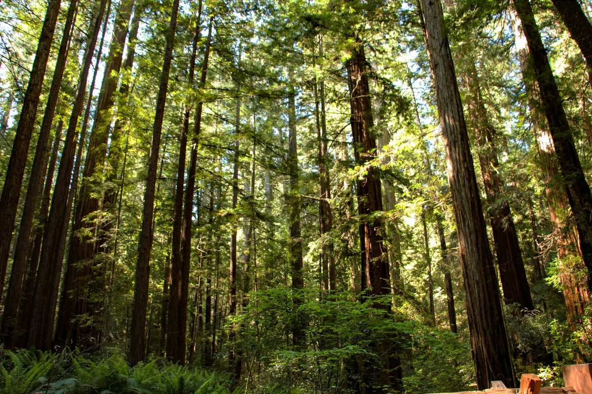 Redwood trees in California