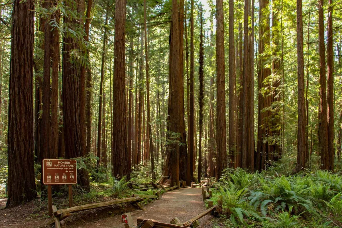 Armstrong Redwoods State Natural Preserve