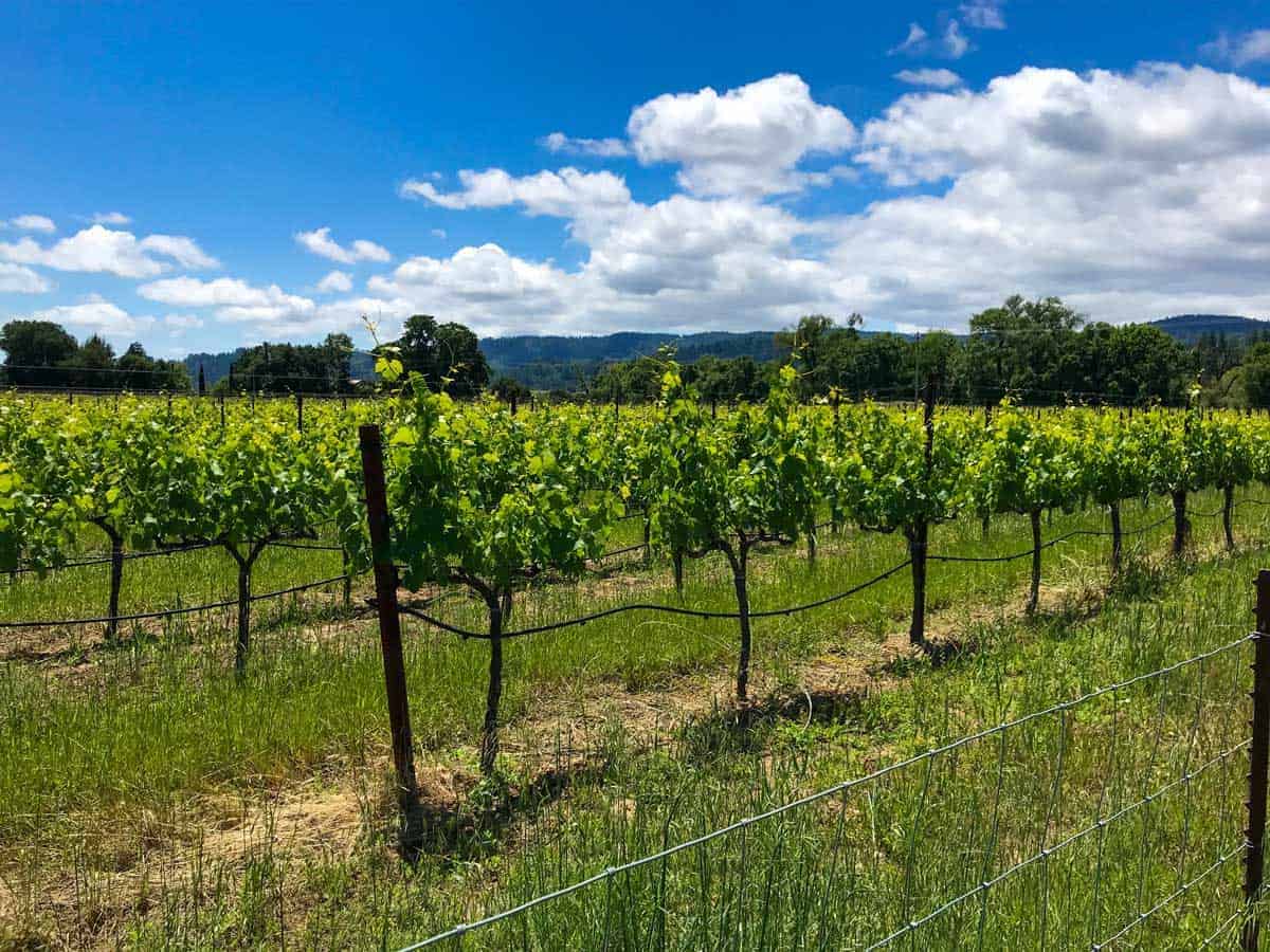 vineyard  in California