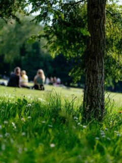 cropped-Philadelphia-Picnic.jpg
