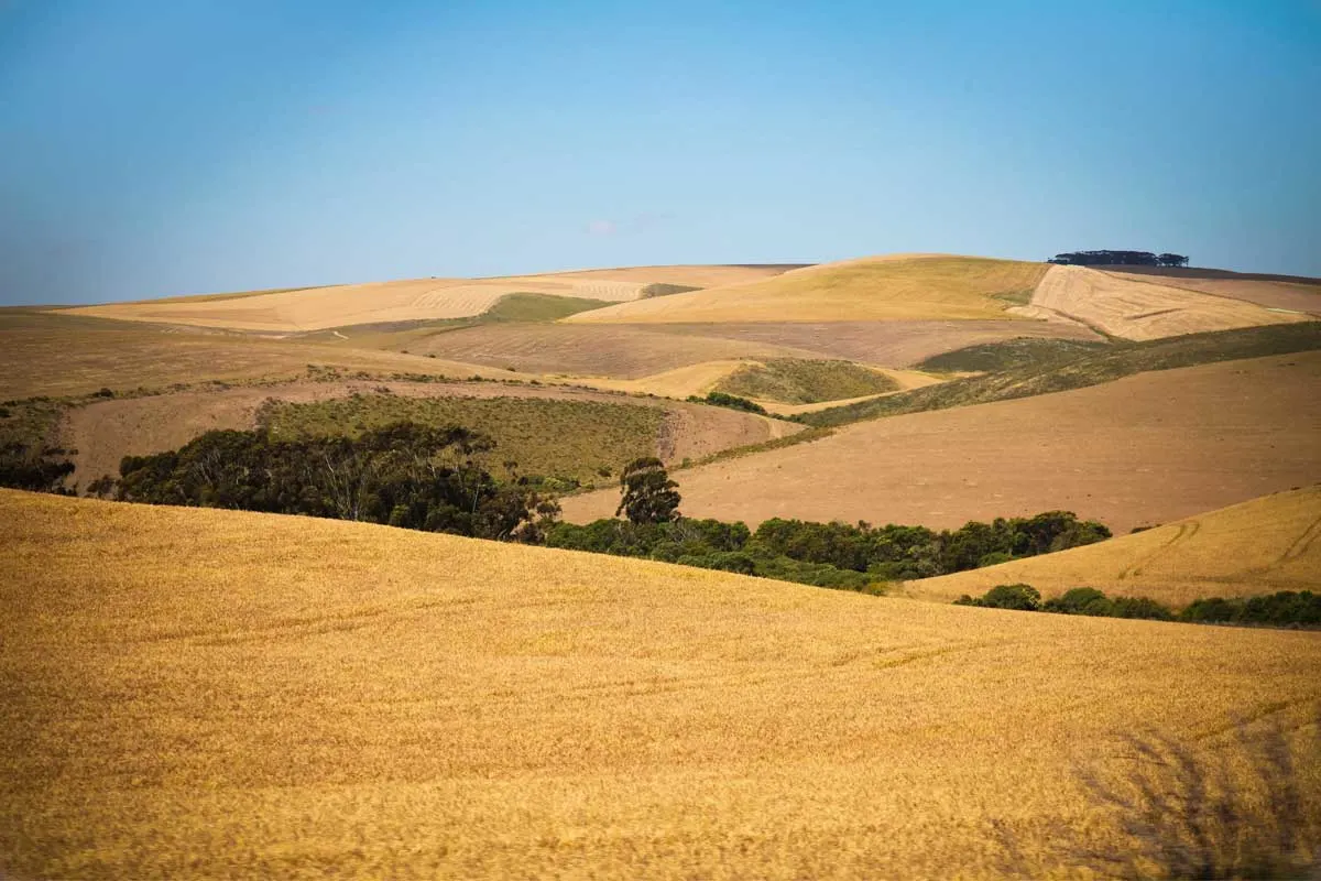 Golden plains of crops around Albertinia, Garden Route, South Africa.