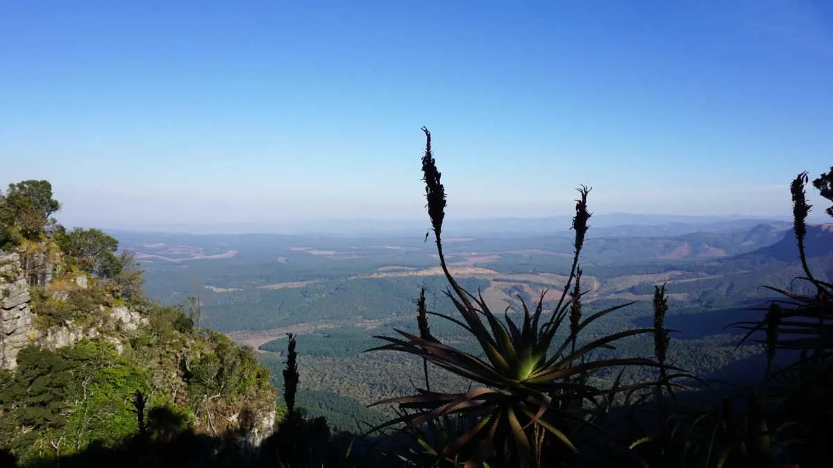 Wild aloe on the mountains above the plains of Albertinia.