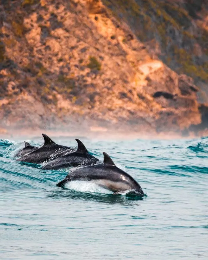 Four dolphins breaching in the waves at Knysna