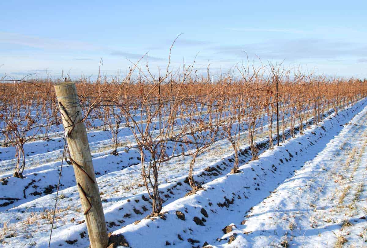 No grapes on these vines but there is plenty of wine at the Niagara Icewine Festival.