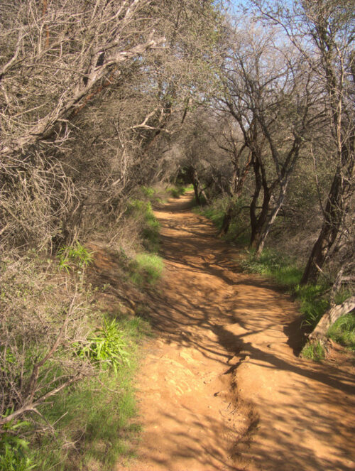 Red dirt track shaded by trees on the Temescal Canyon Ridge trail in Malibu. 