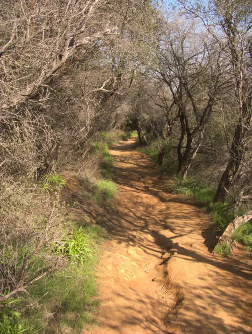 Red dirt track shaded by trees on the Temescal Canyon Ridge trail in Malibu. 