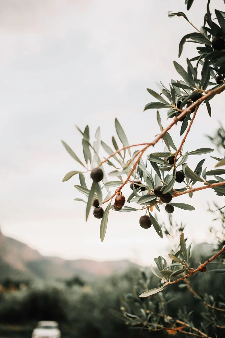 Olive tree with olives, everyones dream is sit under and olive tree sipping Italian wine and eating cheese.
