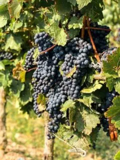 cropped-vineyards-south-africa.jpg