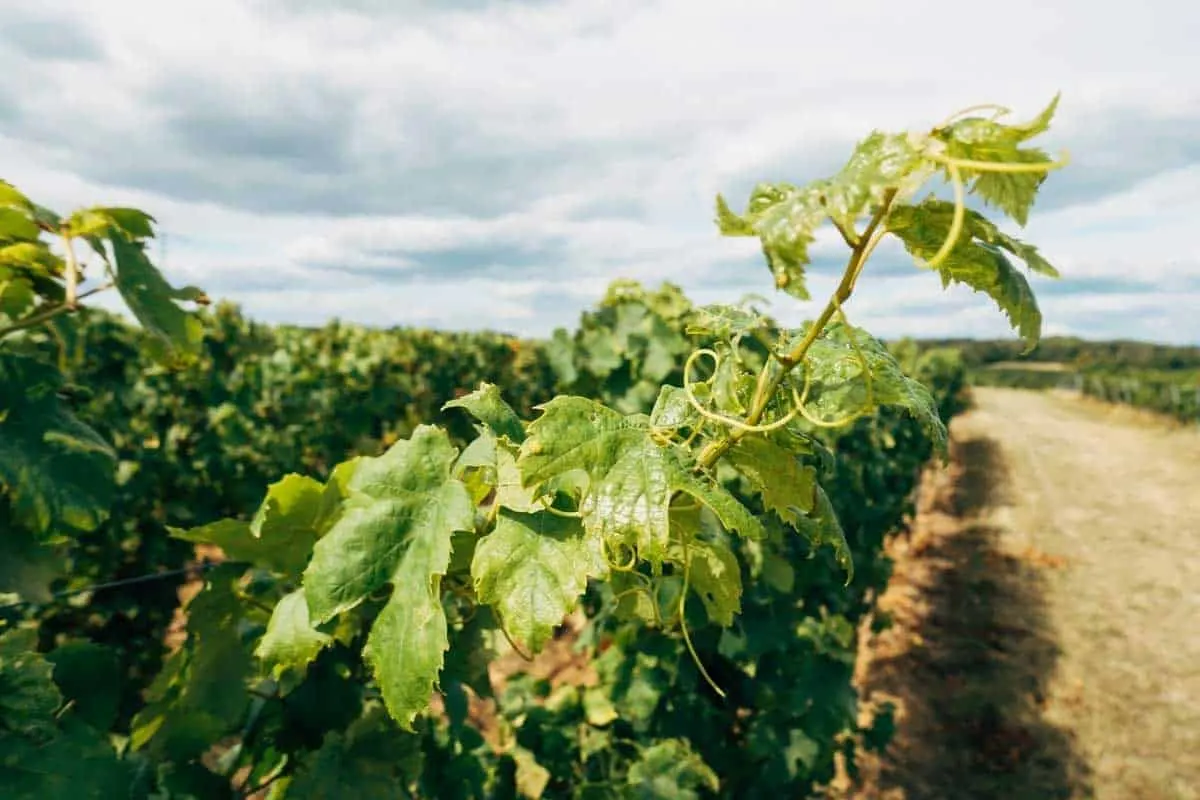 Closeup of the grape vines in a Cape Town Wine Farm in South Africa. 