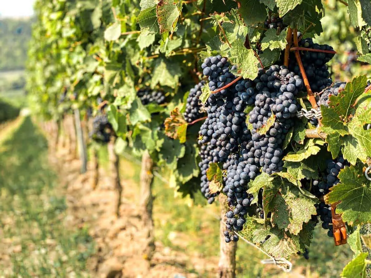 Close up of the vines and grapes at Cavalli Estate vineyards in Cape Town. 