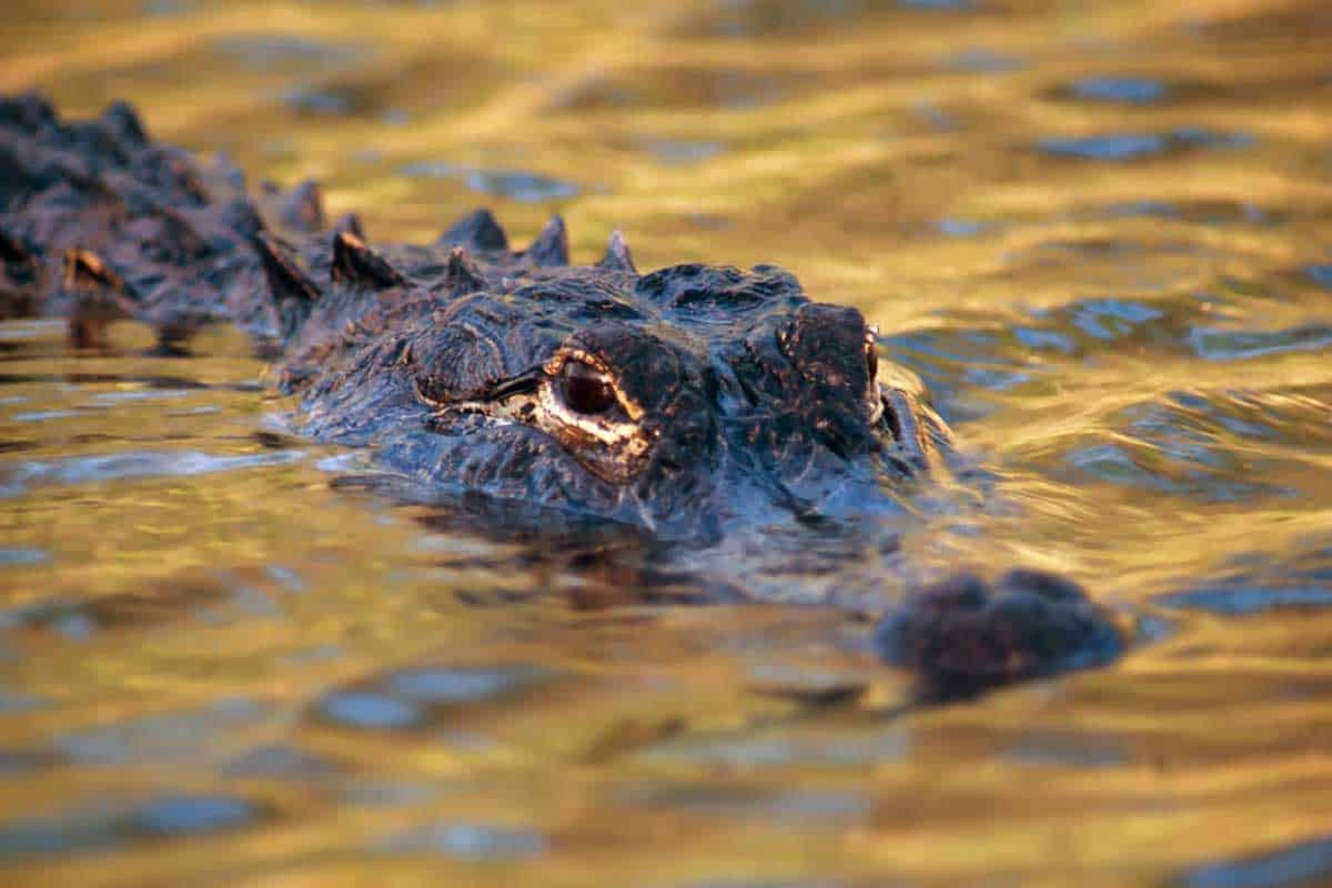 Alligator with eyes poking above the waterline. 