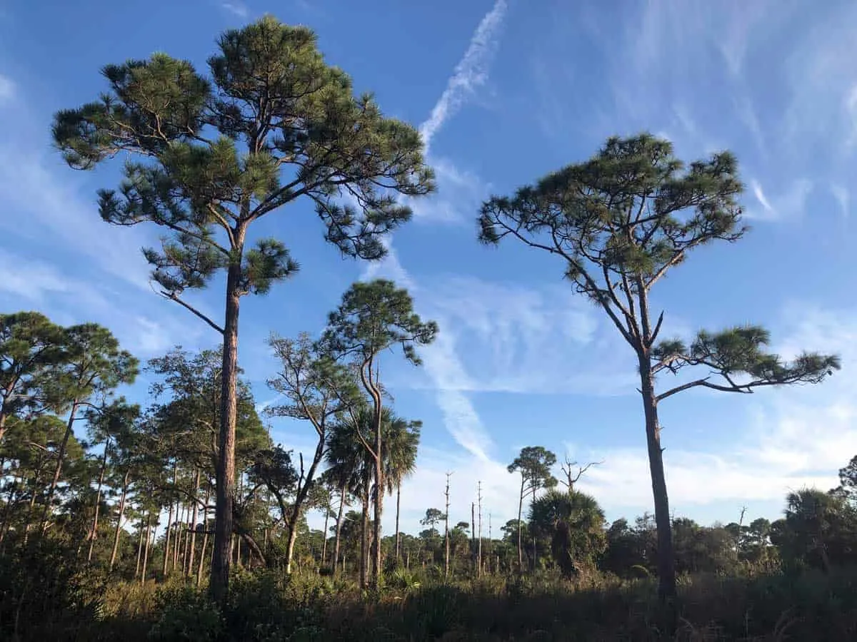 Landscape of pines and scrubby bush in Frenchman's Forest Palm Beach. 