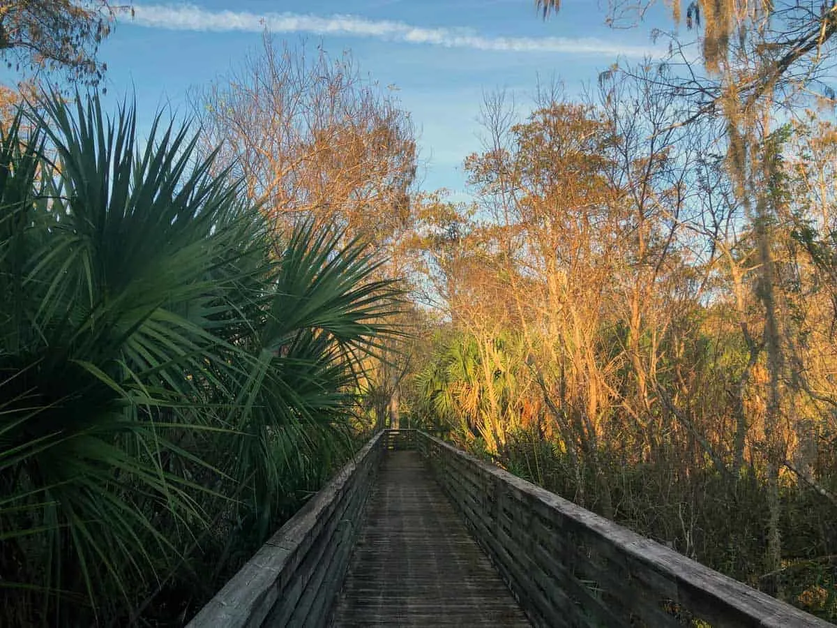 Bosrdwalk through the nature reserve in Frenchman's Forest Florida. 