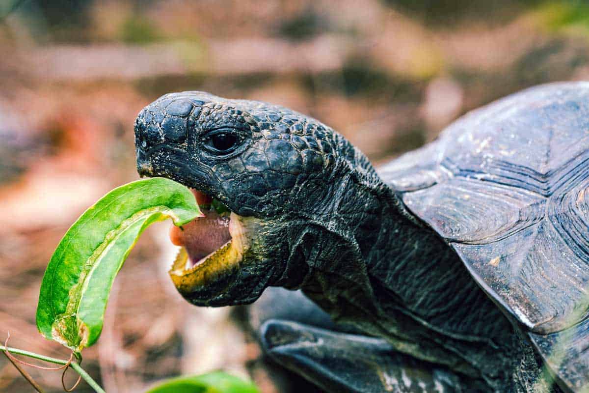Giant Gopher Tortoise chewing on a leaf. 