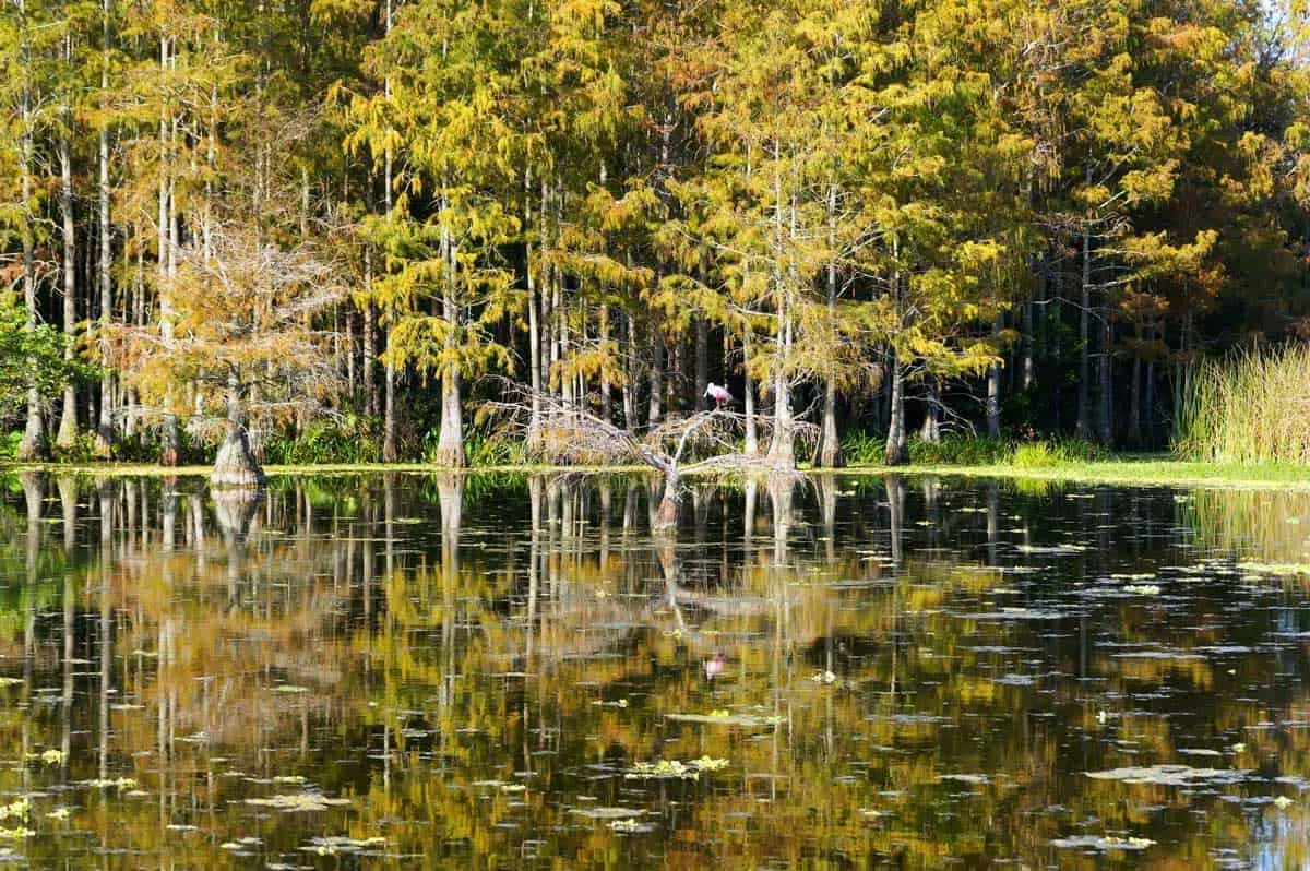 Wetlands and cyprus trees in the Grassy Waters Preserve Palm Bay.