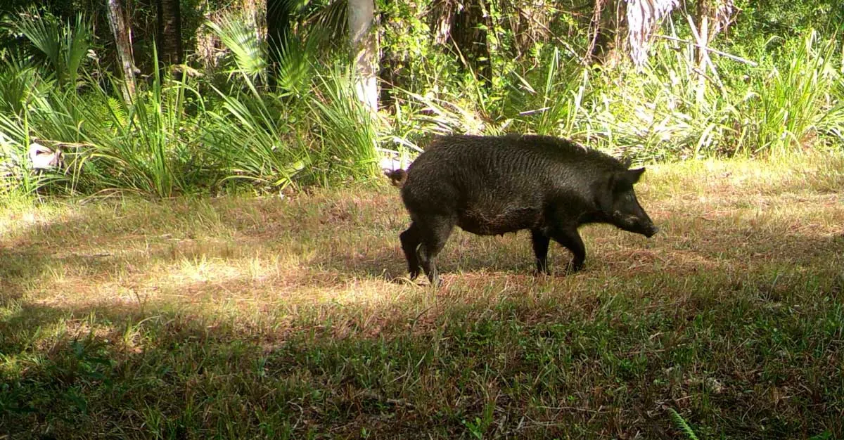 Black wild boar running through wilderness on the Hog Hammock Trail Florida 