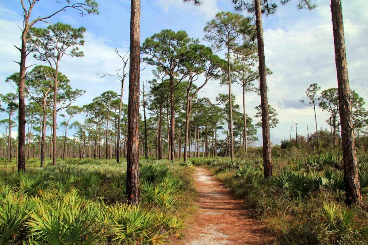 Hiking trail through low scrub land with tall trees in Jonathan Dickinson State Park.