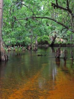 Swamp on the Loxahatchee River Florida.