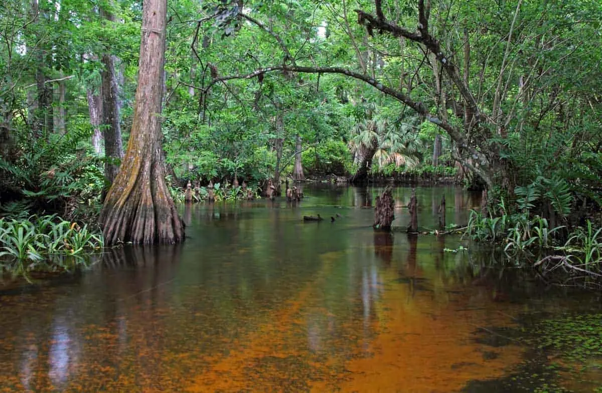 Swamp on the Loxahatchee River Florida.