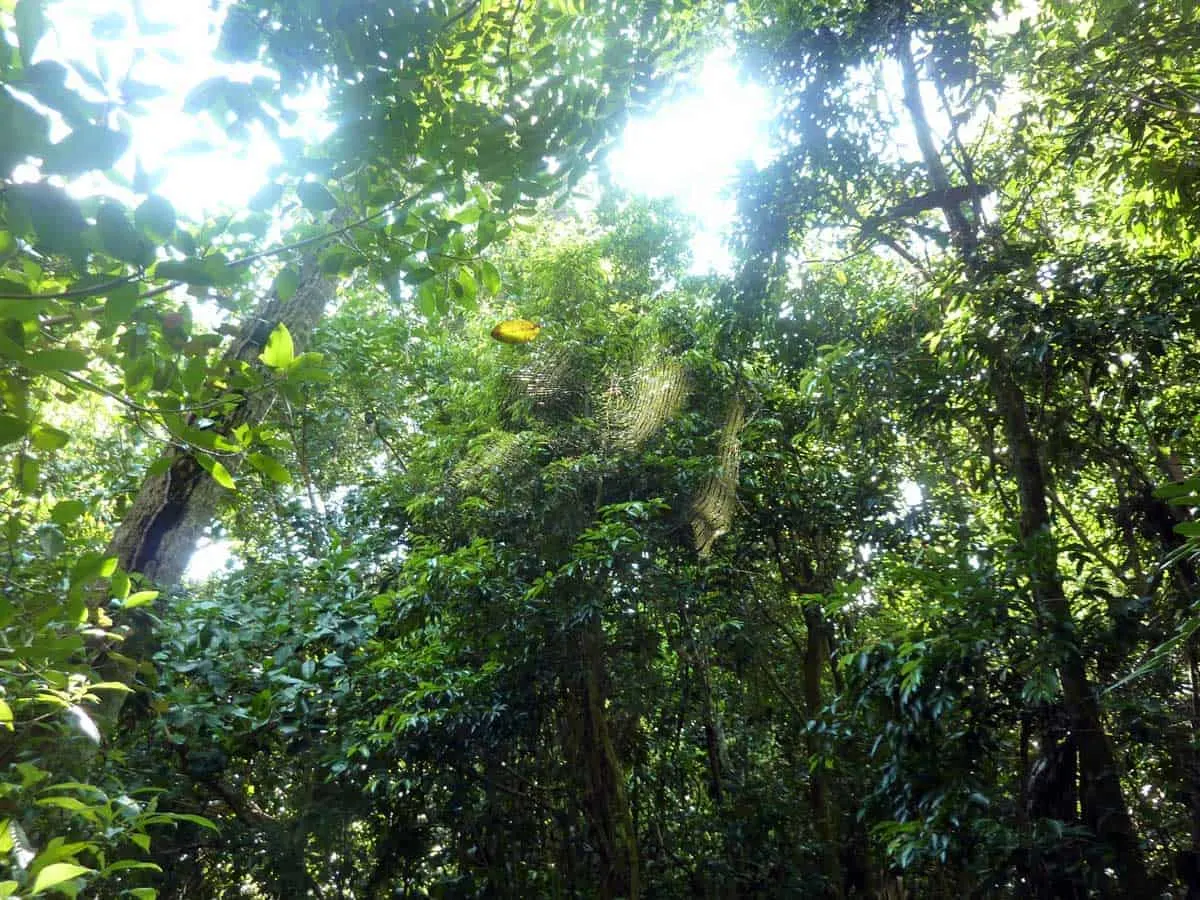 Looking up at spiders webs in the forest canopy of the Satinleaf Trail in Florida