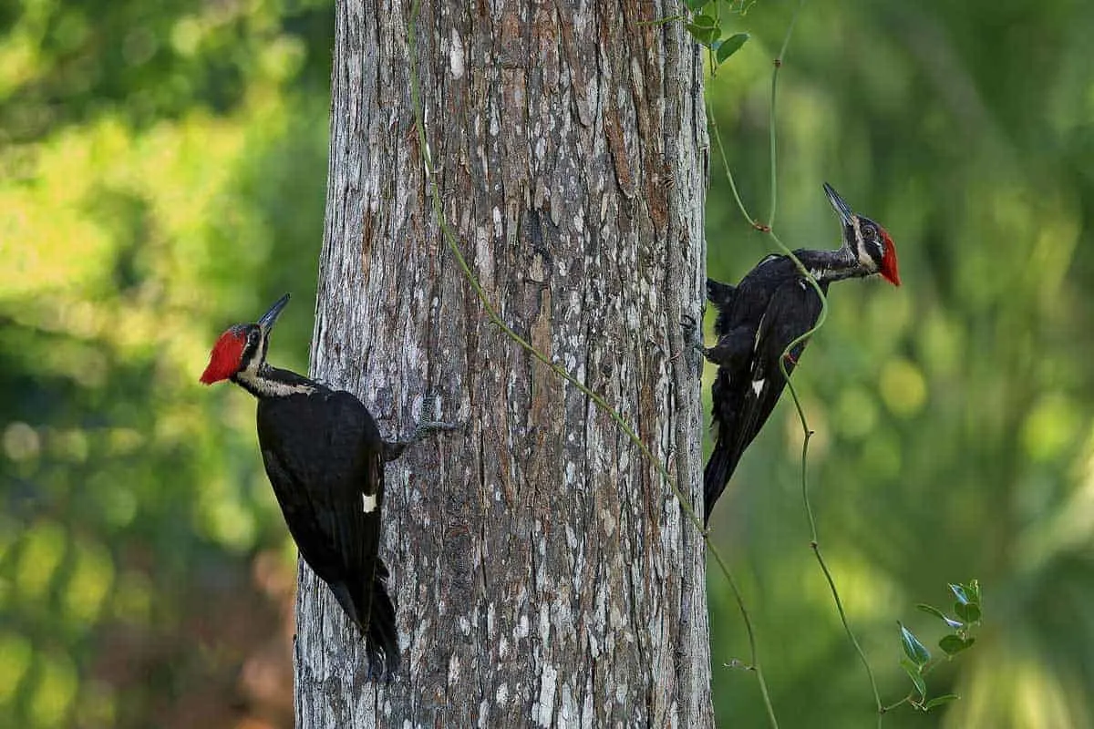 Two woodpeckers searching for food on the side of a tree trunk. 