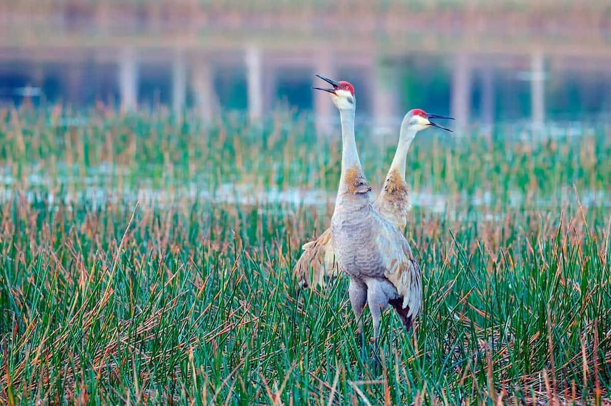 Two sandhill cranes posturing in wetlands. 