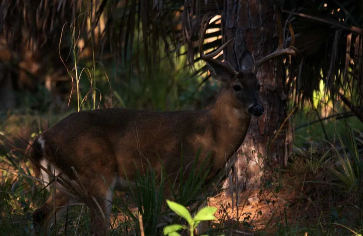 Whitetail deer buck hiding in the foliage. 