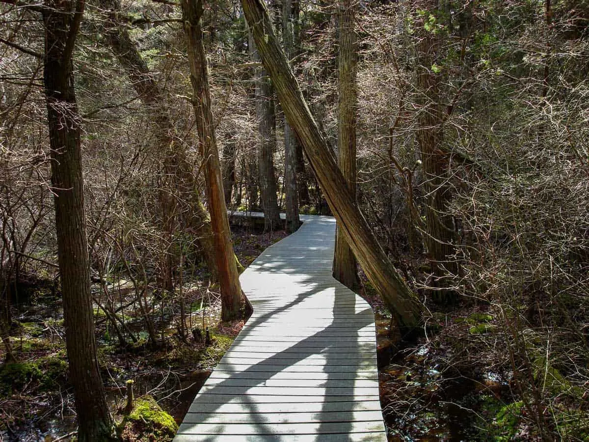 Boardwalk through cedar trees on the Atlantic White Cedar Swamp trail.
