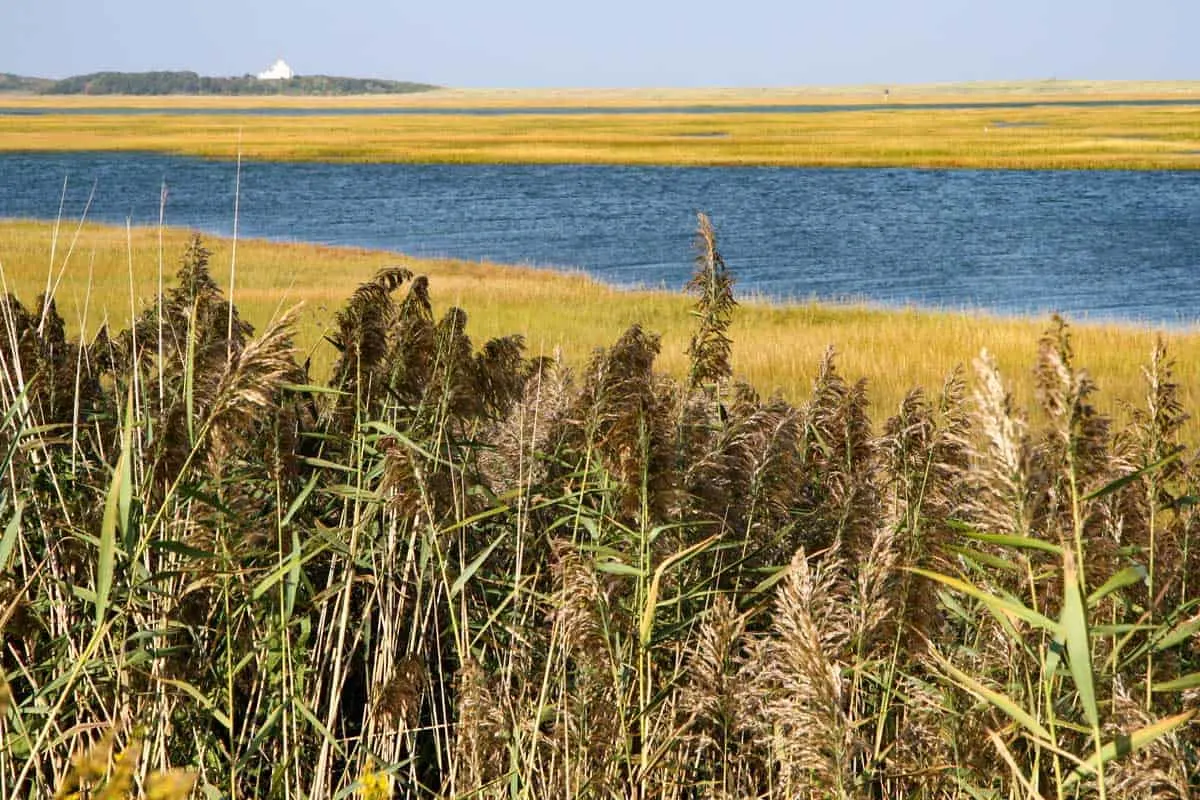 Looking over yellow grassed marsh lands and blue water on the Fort Hill Trail Cape Cod.