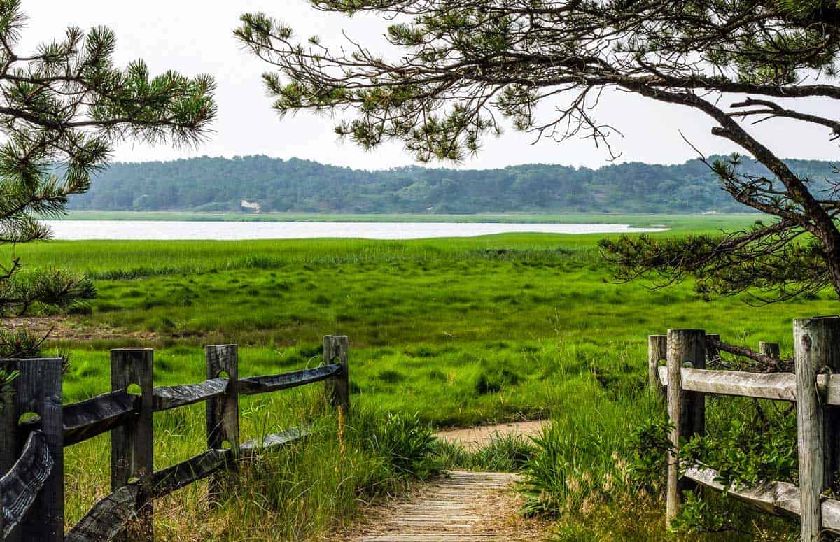 Bright green gass with water in the distance on the Great Island hiking trail Cape Cod.