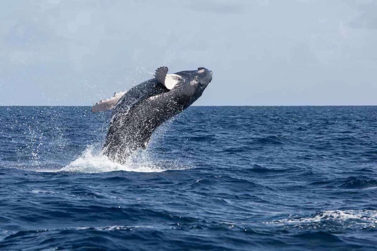 Whale breaching from the water in the Atlantic.