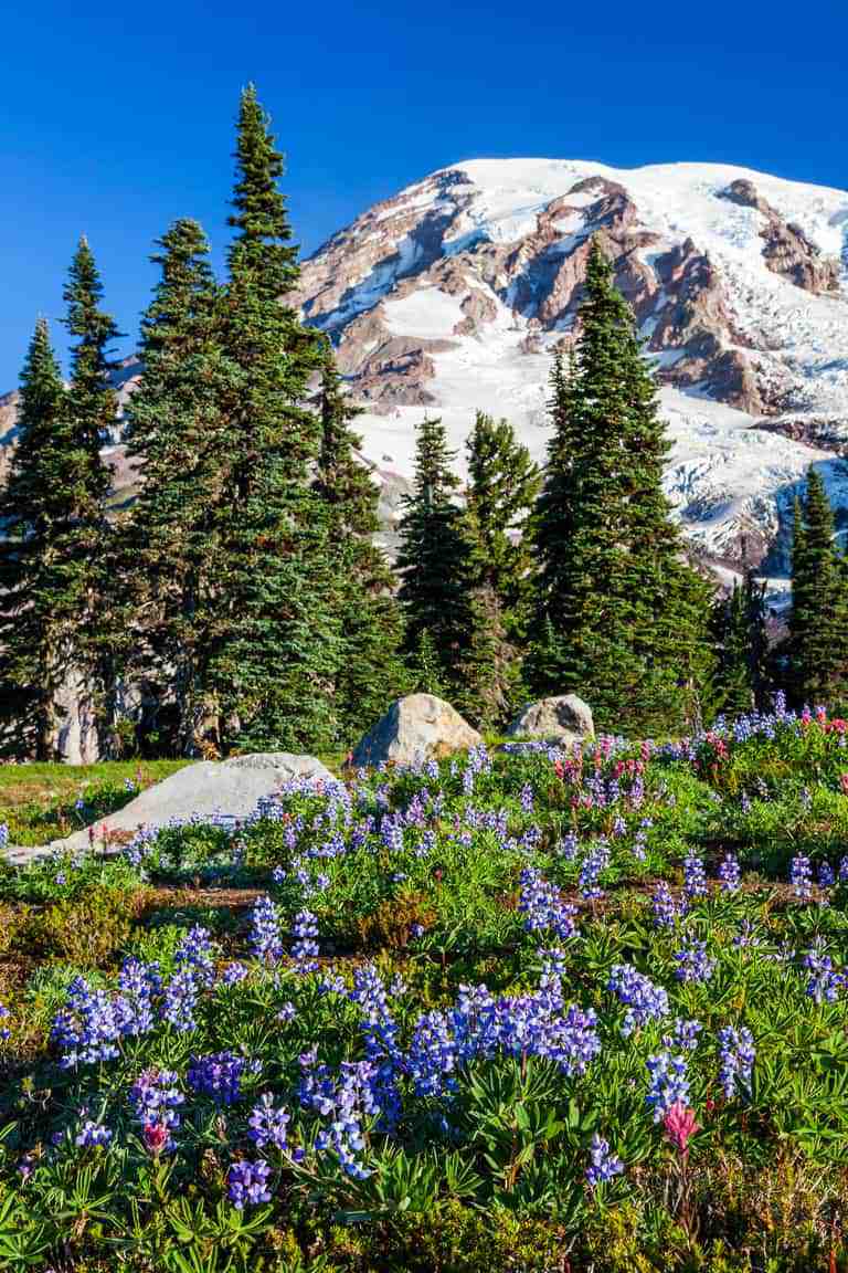Snow capped Mount Rainier with wildflowers in the foreground.