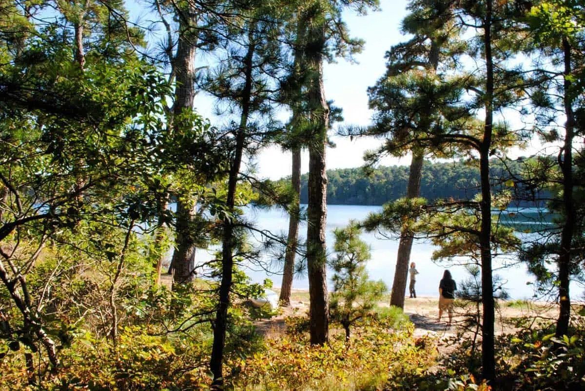 Hikers walking through pine trees to the the lake in Nickerson State Park