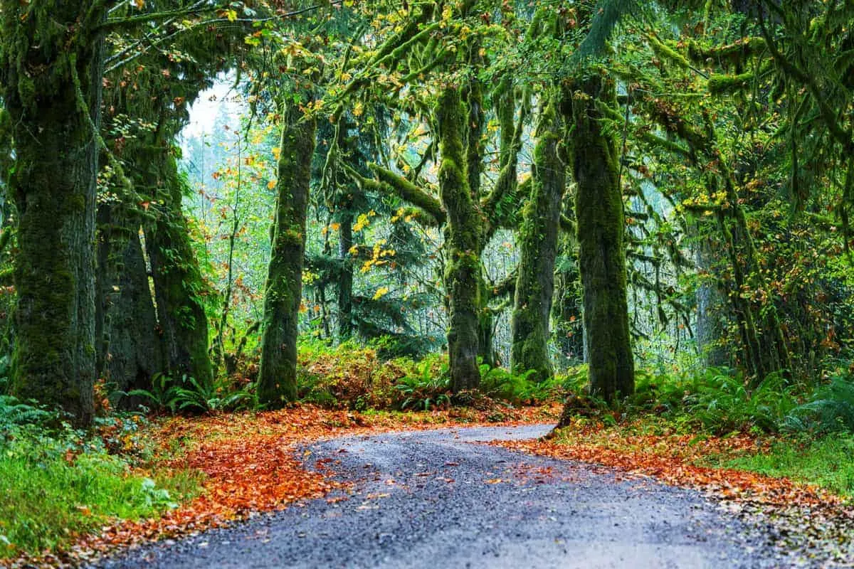 Moss covered forrest in Olympic National Park.