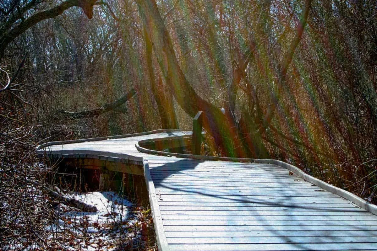 Boardwalk through Red Maple Swamp hike on Cape Cod