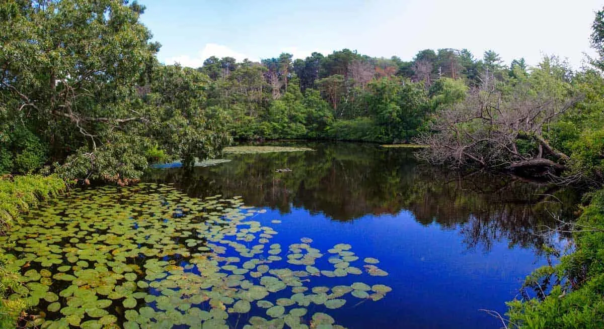 Blue pond with lily leaves at Wellfleet wildlife sanctuary.