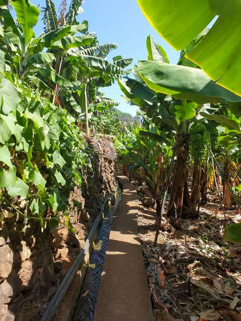 Walking trail though banana plantations on Madeira Island Portugal.