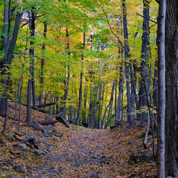 Hiking trail through trees in fall at Breakneck ridge Hudson Valley.