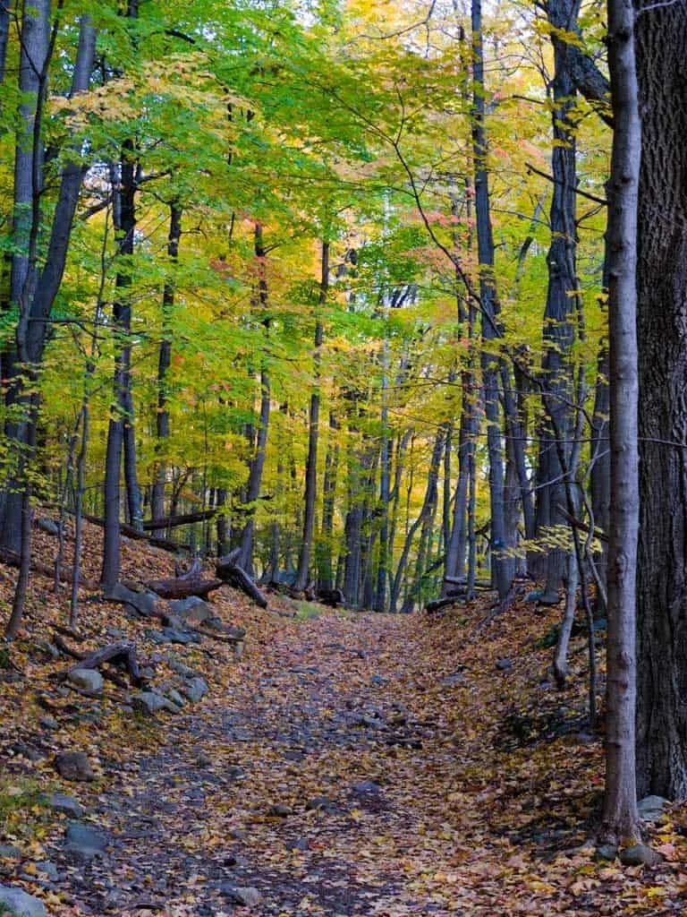 Hiking trail through trees in fall at Breakneck ridge Hudson Valley.