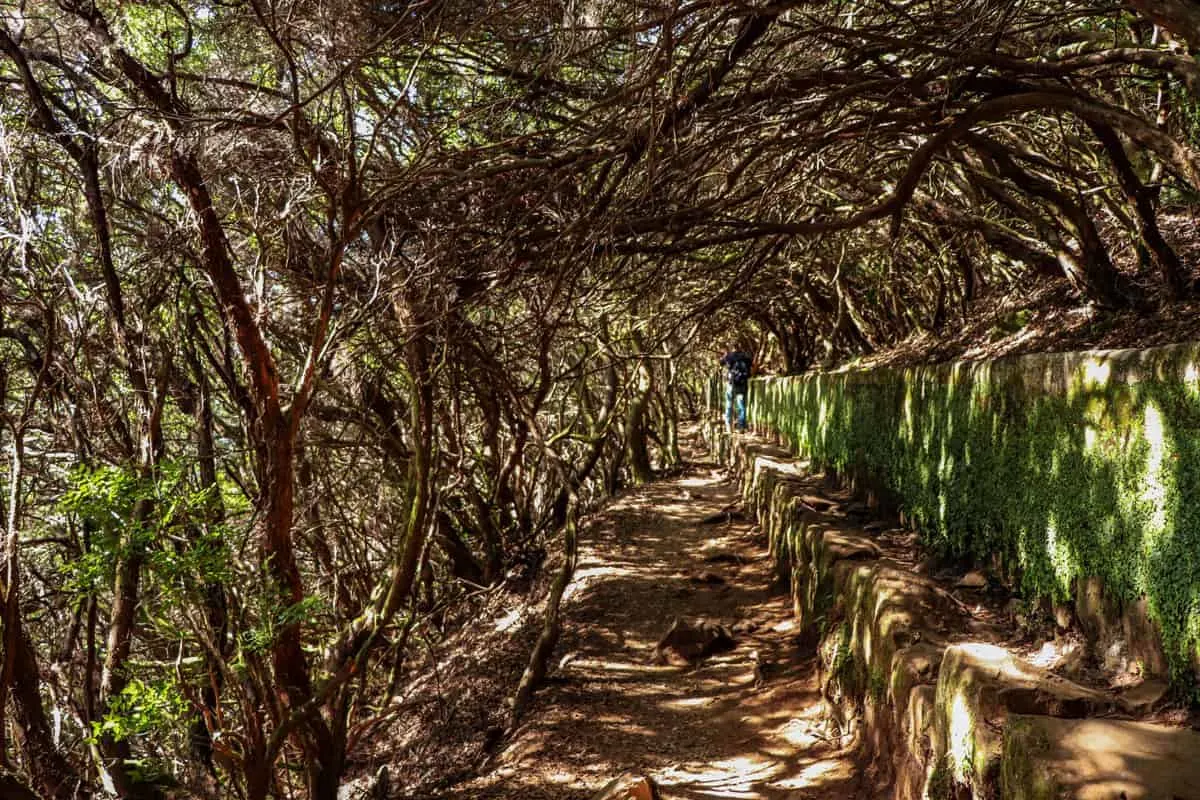 Walking trail through intricate vines on the Levada walks on Madeira.