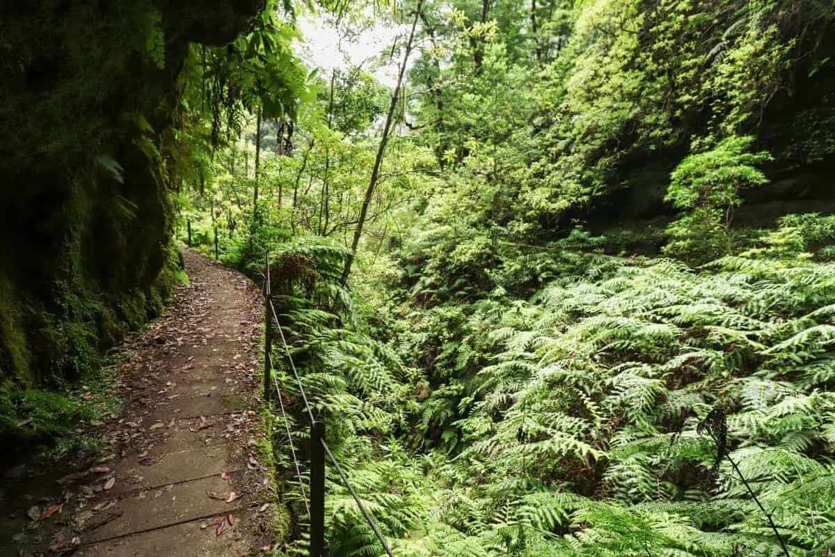 Hiking trail on Madeira Island through fern landscape.