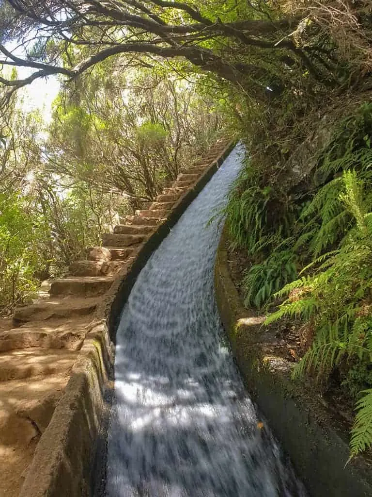 Water running down the Madeira levadas through fern forest.