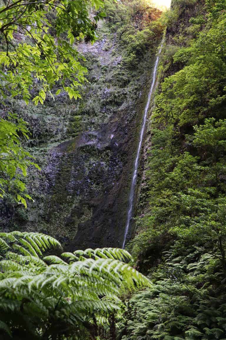 High waterfall and fern landscape.