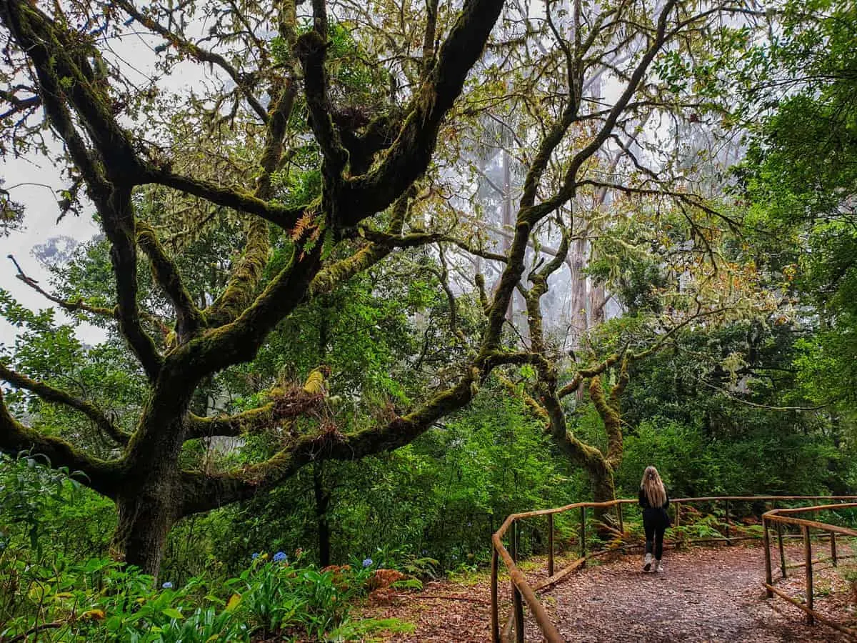 Girl standing in enchanted looking forest on Madeira island.