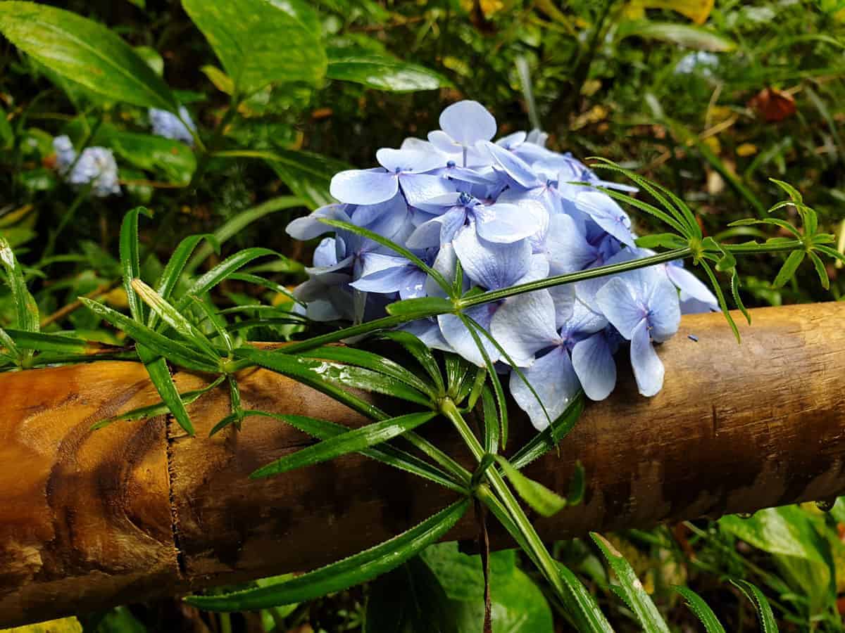 Blue hydrangea flower.