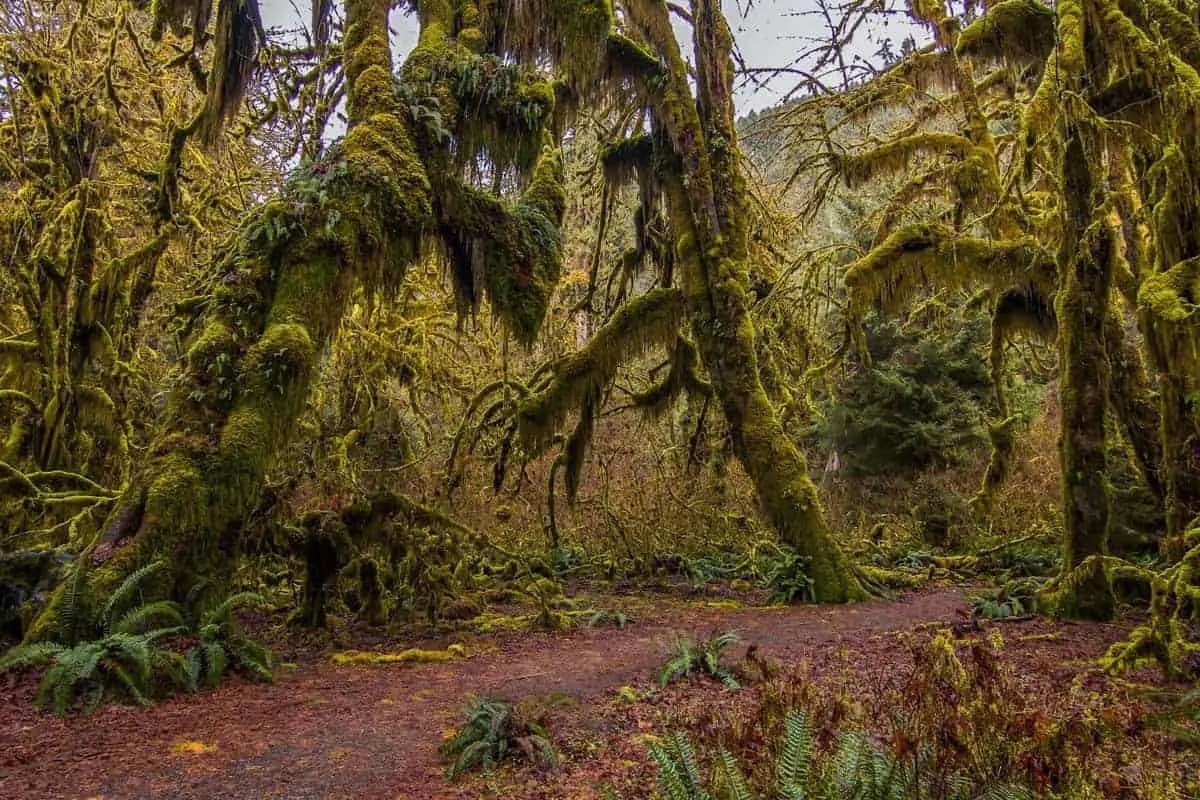 Moss covered forest in Olympic National Park.