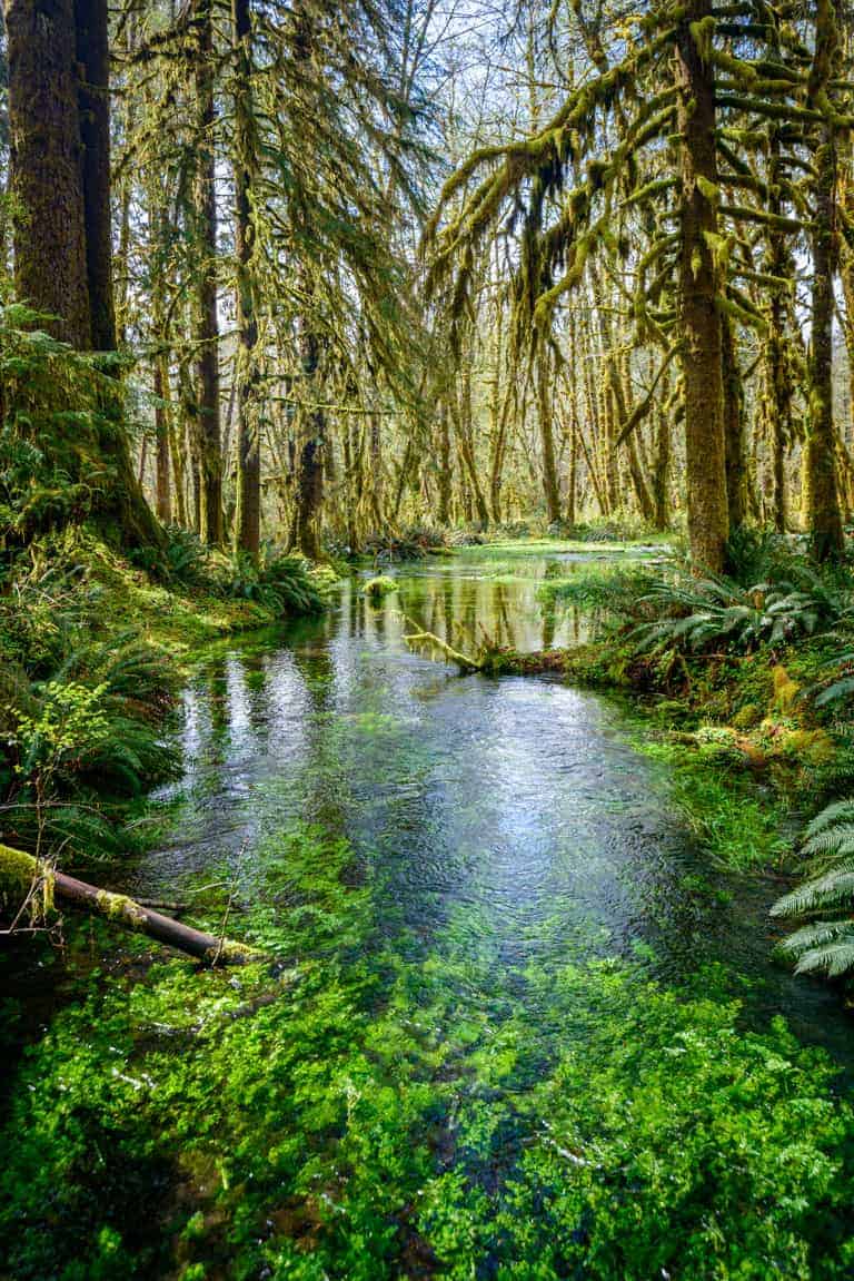 Clear stream running through lush rainforest.