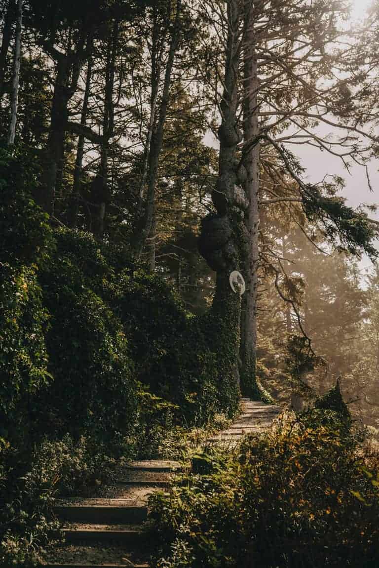 Hiking trail through pine wooded forest.