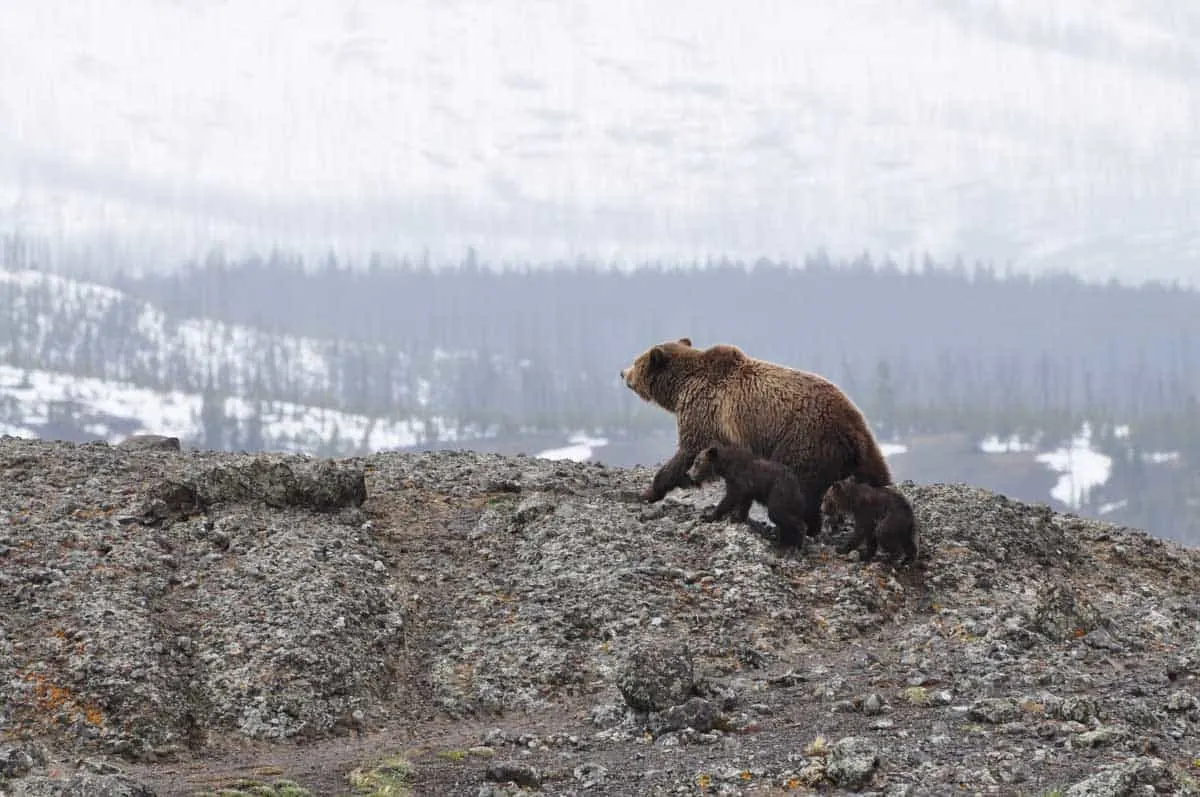 A family of bears in Yellowstone.